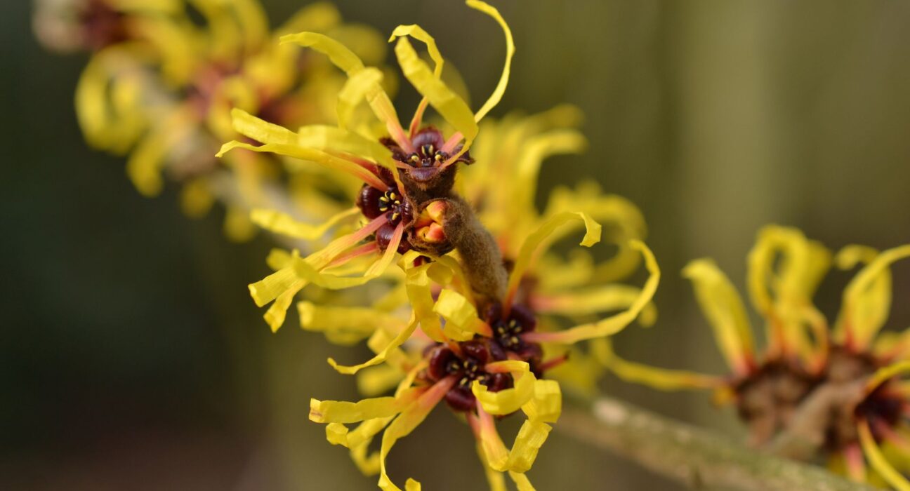 Hamamelis