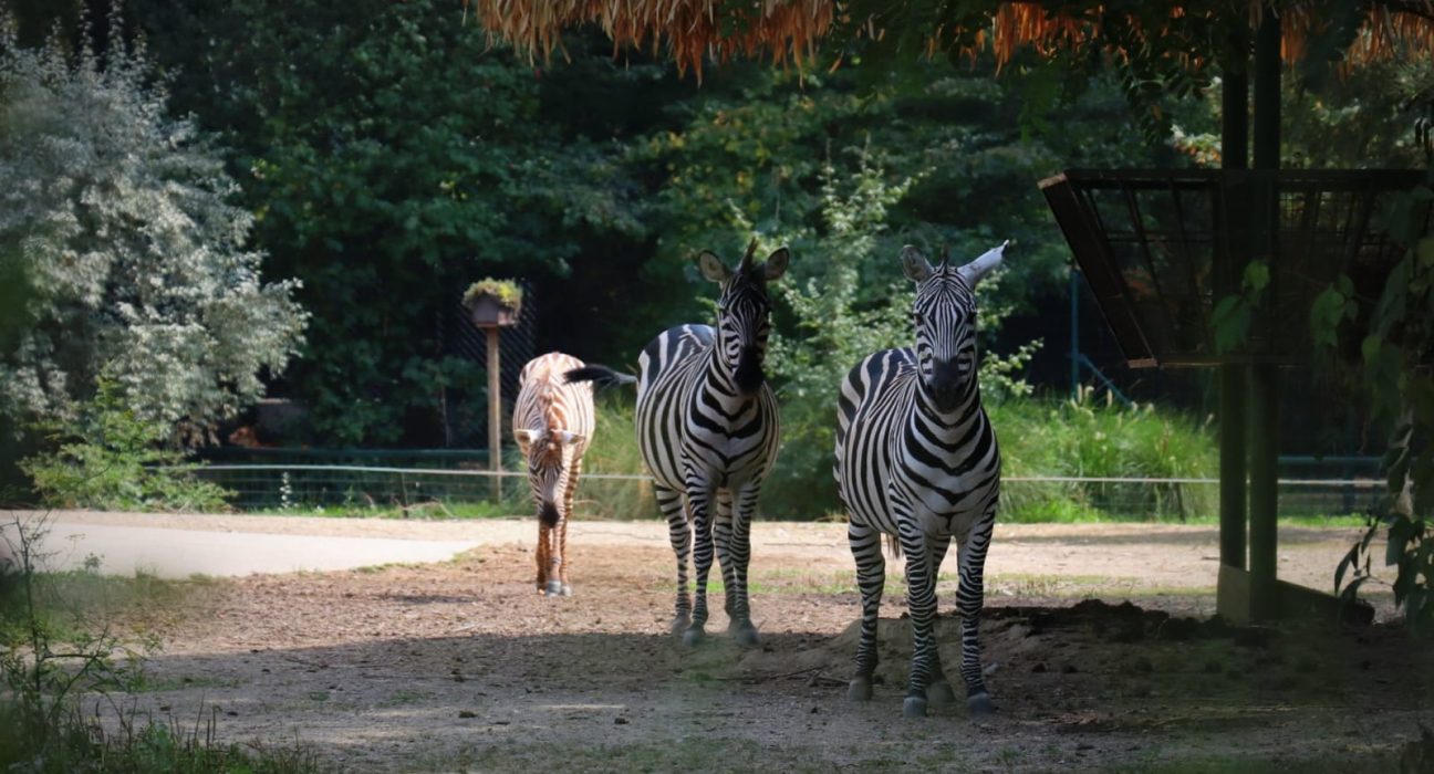 Valentinovo u Zoološkom vrtu