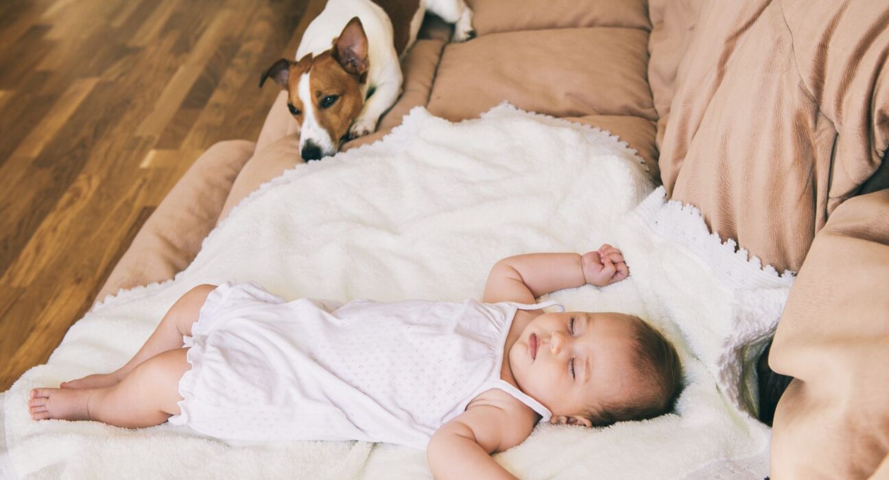 Navikavanje ljubimca na bebu