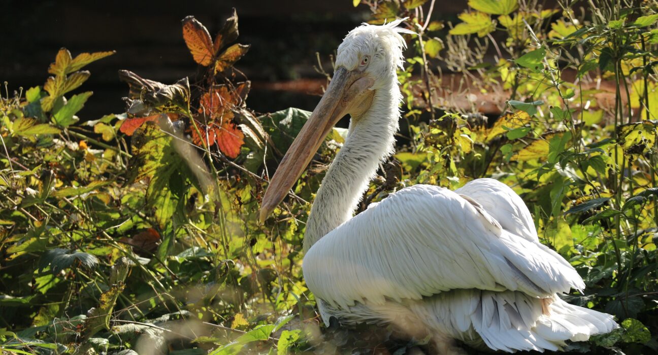 zoo zagreb