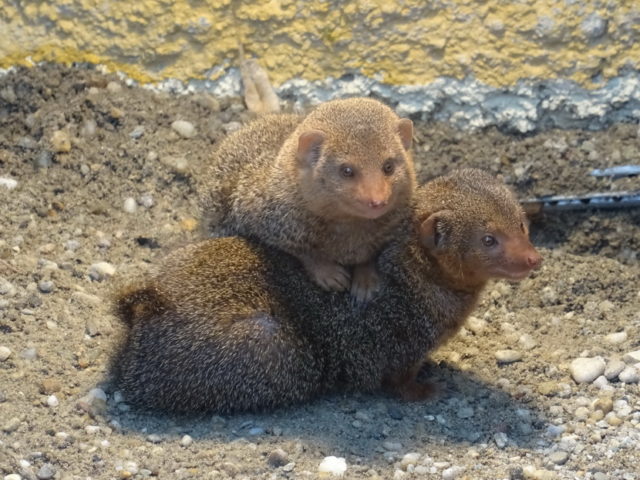 Valentinovo u Zoološkom vrtu