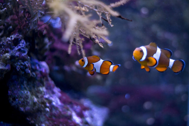 Valentinovo u Zoološkom vrtu